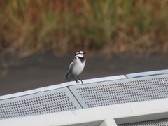 Motacilla alba