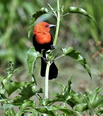 Amblyramphus holosericeus