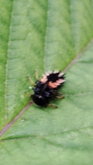 Harmonia axyridis
