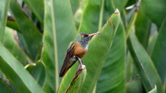 Amazilis amazilia