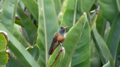 Amazilis amazilia