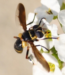 Trichopoda plumipes