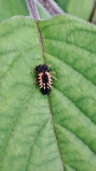 Harmonia axyridis