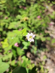 Lantana velutina