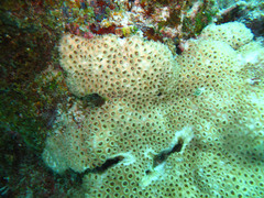 Palythoa caribaeorum