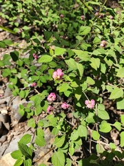 Lantana velutina