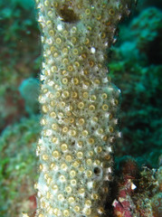 Umimayanthus parasiticus