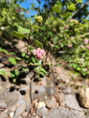 Lantana velutina