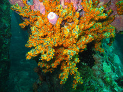 Parazoanthus swiftii