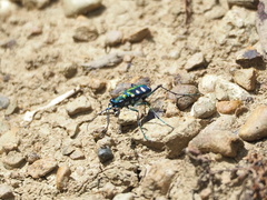 Cosmodela batesi