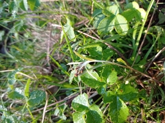 Omalotheca sylvatica