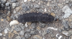 Nyctophila reichii