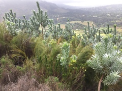 Leucadendron argenteum