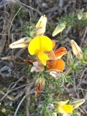 Aspalathus juniperina