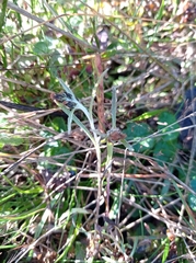 Omalotheca sylvatica