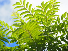 Zanthoxylum ailanthoides