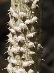 Zanthoxylum ailanthoides