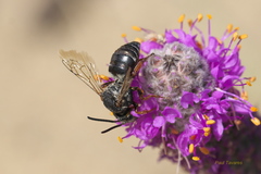 Triepeolus obliteratus