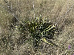 Yucca arkansana