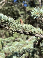 Cedrus atlantica image