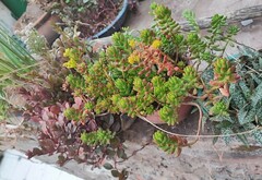 Sedum × rubrotinctum