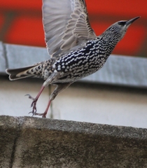 Sturnus vulgaris