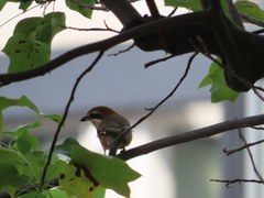 Lanius bucephalus