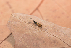 Micropterix mansuetella