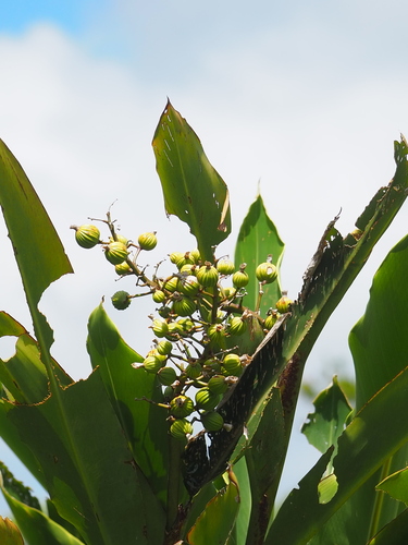 Alpinia koshunensis, photograph 2