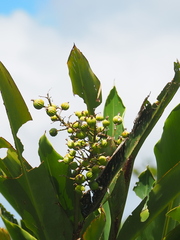 Alpinia koshunensis