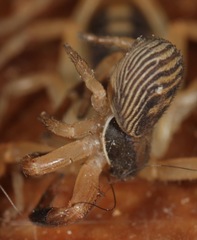 Xysticus texanus