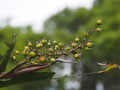 Alpinia koshunensis