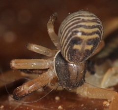 Xysticus texanus