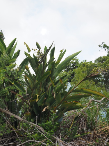 Alpinia koshunensis, photograph 1