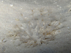 Renilla reniformis