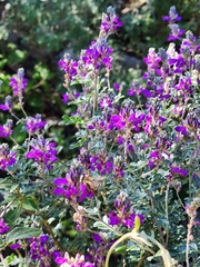 Dalea frutescens