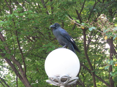 Corvus macrorhynchos