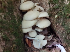 Pleurotus ostreatus