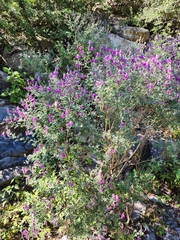 Dalea frutescens