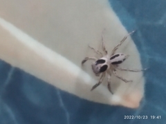 Plexippus paykulli