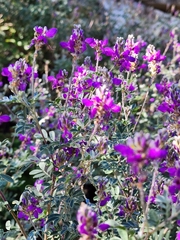 Dalea frutescens
