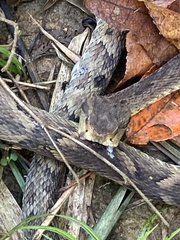 Bothrops jararaca