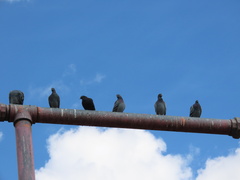 Columba livia domestica