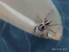 Plexippus paykulli