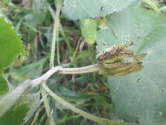 Dysdercus albofasciatus