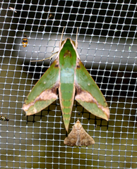Xylophanes chiron