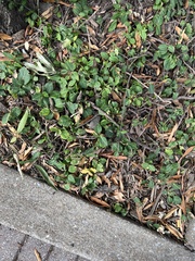 Euonymus fortunei