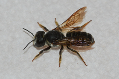 Megachile inimica