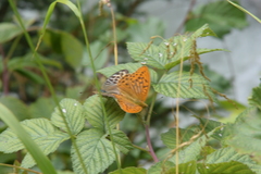 Argynnis paphia