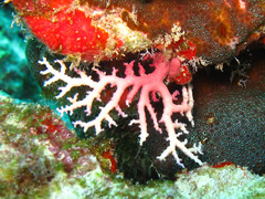 Stylaster roseus